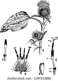 Picture of Burdock flower. Stem leaves are large, heart-shaped, and very hairy on the undersides. Arctium minus is called as lesser burdock, vintage line drawing or engraving illustration.