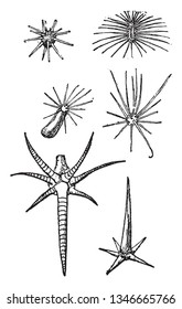 Ein Bild von Kaktus Spines. Es besteht aus Stachelhaufen, Vintage-Strichzeichnung oder Graviergrafik.