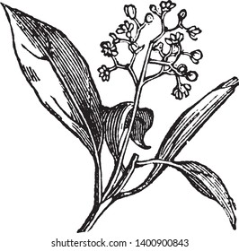 La imagen de la planta de calambres es conocida por su aceite básico que le da su aroma característico y estas plantas podrían ser utilizadas como parte de la medicación y los aromas, el dibujo o grabado de la línea vintage