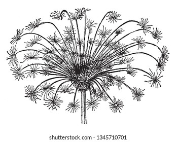 A picture of Carrot Umbel which is consists of a number of small flower stalks which grows from a common point, vintage line drawing or engraving illustration.