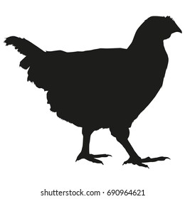Picture of a chicken. Chicken Silhouette.