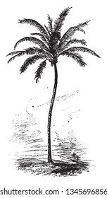 A picture of Coconut palm which is a palm tree having long leaves up to 4 to 6 metres long, vintage line drawing or engraving illustration.