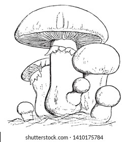 A picture of Common Mushroom. The Pileus or cap of the original wild species is a pale grey-brown in color, vintage line drawing or engraving illustration.