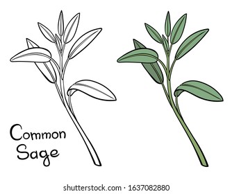 A picture of Common Sage branch, a common kitchen and a medicinal herb. Vector outline illustration drawings of coloured plant isolated on a white background with a handwriting caption