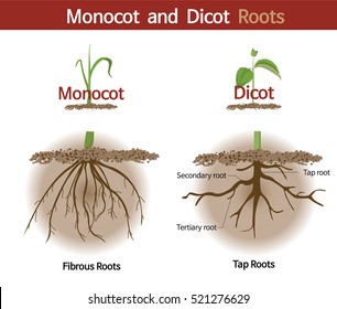 monocot dicot root