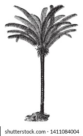 A picture of a Coquila palm which is mostly found in South America. Its fibrous make up is used in industry and it also produces Te Coquilla Nut, vintage line drawing or engraving illustration.