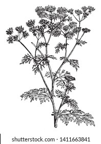 A picture of Coriander which is an important spice crop having a prime position in flavoring food. The plant is a thin stemmed, small, bushy herb, 25 to 50 cm in height with many branches and umbels