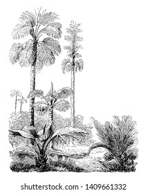 A Picture Of Corypha Gebanga & Nipa Fruiticans Palm Trees Beyond The River, Vintage Line Drawing Or Engraving Illustration.