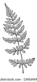 A picture of Cystopteris Fragilis and It is species of fern. The stem is brittle near its base, vintage line drawing or engraving illustration.