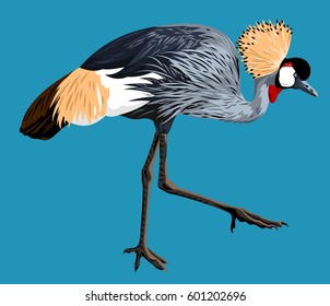 Picture of a dancing Crowned  shadoofs