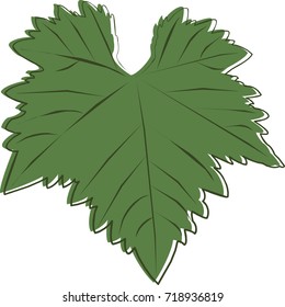 a picture of a dark green leaf of grapes
