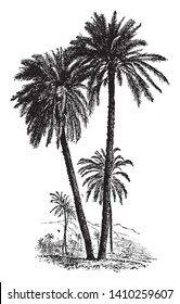 A picture of Date palm which has been cultivated for a very long time because of its fruit. It has long leaves which looks like feathers, vintage line drawing or engraving illustration.