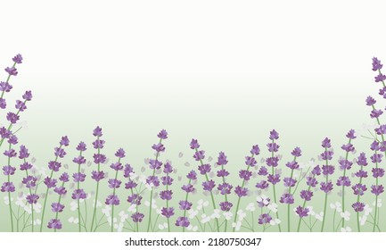 picture depicting lavender branches and white flowers in the foreground