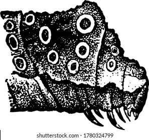 The picture depicts the Caterpillar, Papilio cresphontes species, with osmateria, or scent-organs; showing anterior segments normally retracted. They resemble the bird droppings, and often, eat leaves