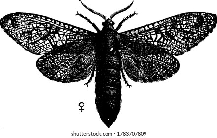 The picture depicts the female goat moth,Prionoxystus robiniae species, with mottled dark and light markings in its forewing and hindwing, vintage line drawing or engraving illustration.