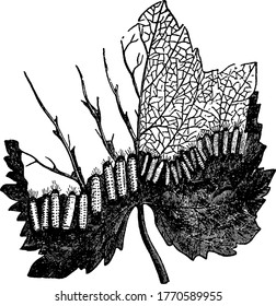 The picture depicts the larval stage of the moth, Harrisina americana species. They are mainly recognized, due to its defoliation of grapevines in gardens, vintage line drawing or engraving.