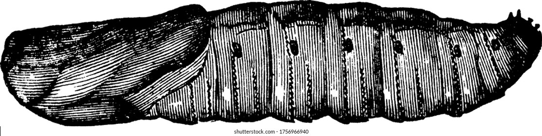 The picture depicts the male pupa of the Goat Moth, that is large and bulky. The stripes appear across the back of its head and feed in the trunks and branches of trees, vintage line drawing.