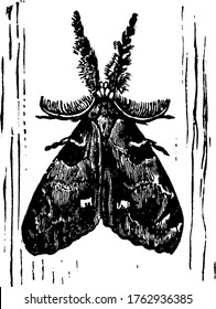 The picture depicts the male vaporer moth, Notolophus leucostigma species, with mottled light and dark markings throughout its body, vintage line drawing or engraving illustration.