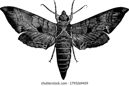 The picture depicts the moth, Philampelus achemon species, and is often brownish gray in color with two triangular shaped patches on its thorax, vintage line drawing or engraving illustration.