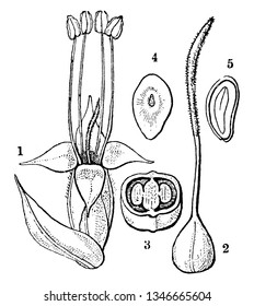 Una imagen que describe la flor y el bracto, el pistilo, el ovario, la semilla y la sección Ribwort Plantain, también conocida como Plantago lanceolata, dibujo vintage de líneas o ilustración de grabado.