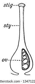 Una imagen que describe el ovario de una planta, el estilo y el estigma del pistilo, el dibujo de la línea vintage o la ilustración de grabado.