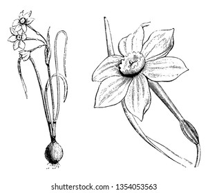 Picture describing a single flower stems and more than two stems. A bulb with more than two stems are unusual and rare, vintage line drawing or engraving illustration.