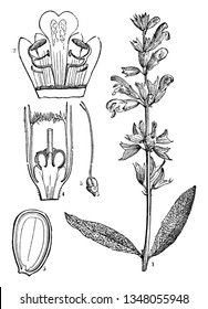 A picture describing the various parts of Common Sage or Salva officinalis. Such as its corolla opens, the pistil and the lower part of the flower open and the perpendicular section of a walnut