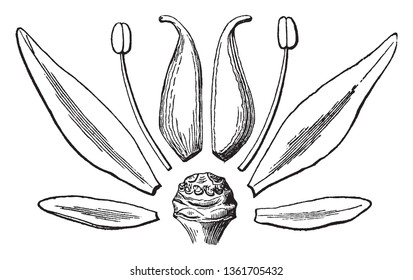 Una imagen que describe las distintas partes de Sedum Ternatum como un sepal, un pétalo, un estambre y un pistilo, dibujo de línea vintage o ilustración de grabado.