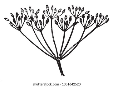 A picture or diagram showing the compound umbel arrangement of flowers, vintage line drawing or engraving illustration.