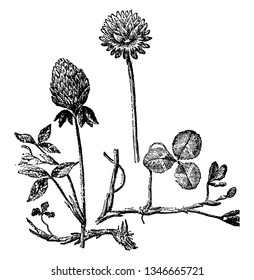 Picture of different part of white clover, vintage line drawing or engraving illustration.