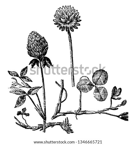 Picture of different part of white clover, vintage line drawing or engraving illustration.