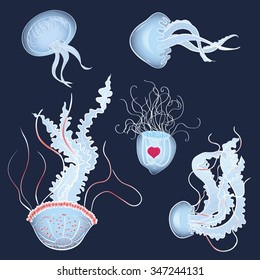 picture of different types of jellyfish