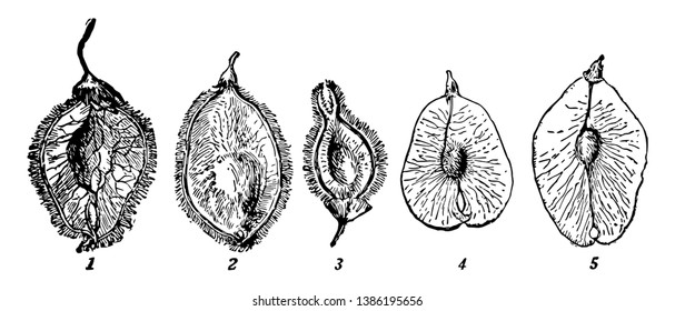 A picture of different types of Ulmus Americana, which is an ornamental tree mostly seen in North America, vintage line drawing or engraving illustration.