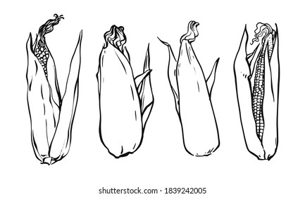Picture of ears of fresh corn. Vector illustration on white background. Black and white vector drawing.