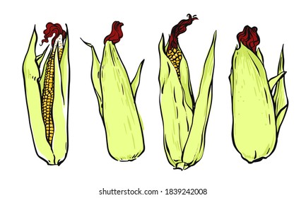 Picture of ears of fresh corn. Vector illustration on white background.