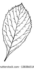 Una imagen de una hoja de huevo que tiene incluso lóbulos, dibujo vintage o ilustración de grabado.