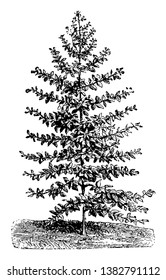 Picture of Eucalyptus tree of which leaves are in pair and are opposite to each other, vintage line drawing or engraving illustration.