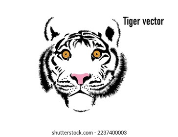 Picture of the face and eyes of a tiger. Animals. Big cats. Predatory mammals.