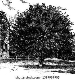 A picture of Fagus Sylvatica beech also known as common beech is a deciduous shade tree from Europe. This large European beech features toothed leaves, vintage line drawing or engraving illustration.