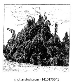 A picture of Fagus Sylvatica beech also known as common beech is a deciduous shade tree from Europe. This large European beech features toothed leaves, vintage line drawing or engraving illustration.