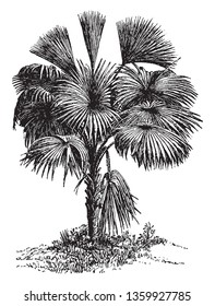 A picture of Fan palm tree with huge fan shaped leaves.  vintage line drawing or engraving illustration.