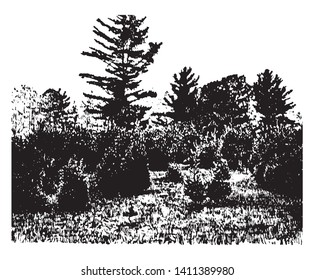 A picture of a farming land covered with white pines which are coming into a pasture, vintage line drawing or engraving illustration.