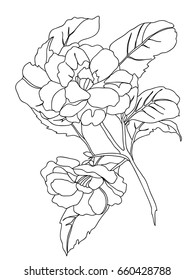Picture of flower in lines, vector