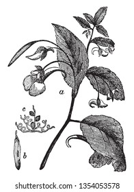 A picture of flowering plant, flowers grown below leaves. The leaves are alternating arranged and flower growing on leaves midrib, vintage line drawing or engraving illustration.