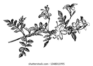 The picture is of a flowering spray of Jasminum Grandiflorum, flowers are reddish underneath & white and bloom in starting of summer to the beginning of winter, vintage 