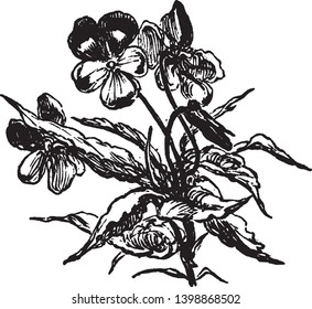 The picture of flowers shrub. They grow in bunch and flowers long stalk attached on one center, vintage line drawing or engraving illustration.