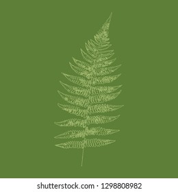 Picture of a forest fern. Vector illustration.