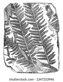 A picture of Fossil Tree Fern. Plants that flourished on earth millions of years ago are perfectly preserved as fossils, vintage line drawing or engraving illustration.