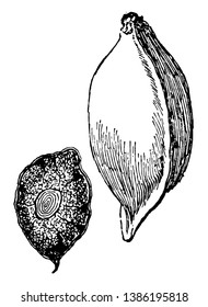 A picture of fruit which has shape similar to almond. Terminalia Catappa is called as wild almond, vintage line drawing or engraving illustration.