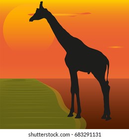 A picture of a giraffe on the background of the sunset by the river. Silhouette of the giraffe.